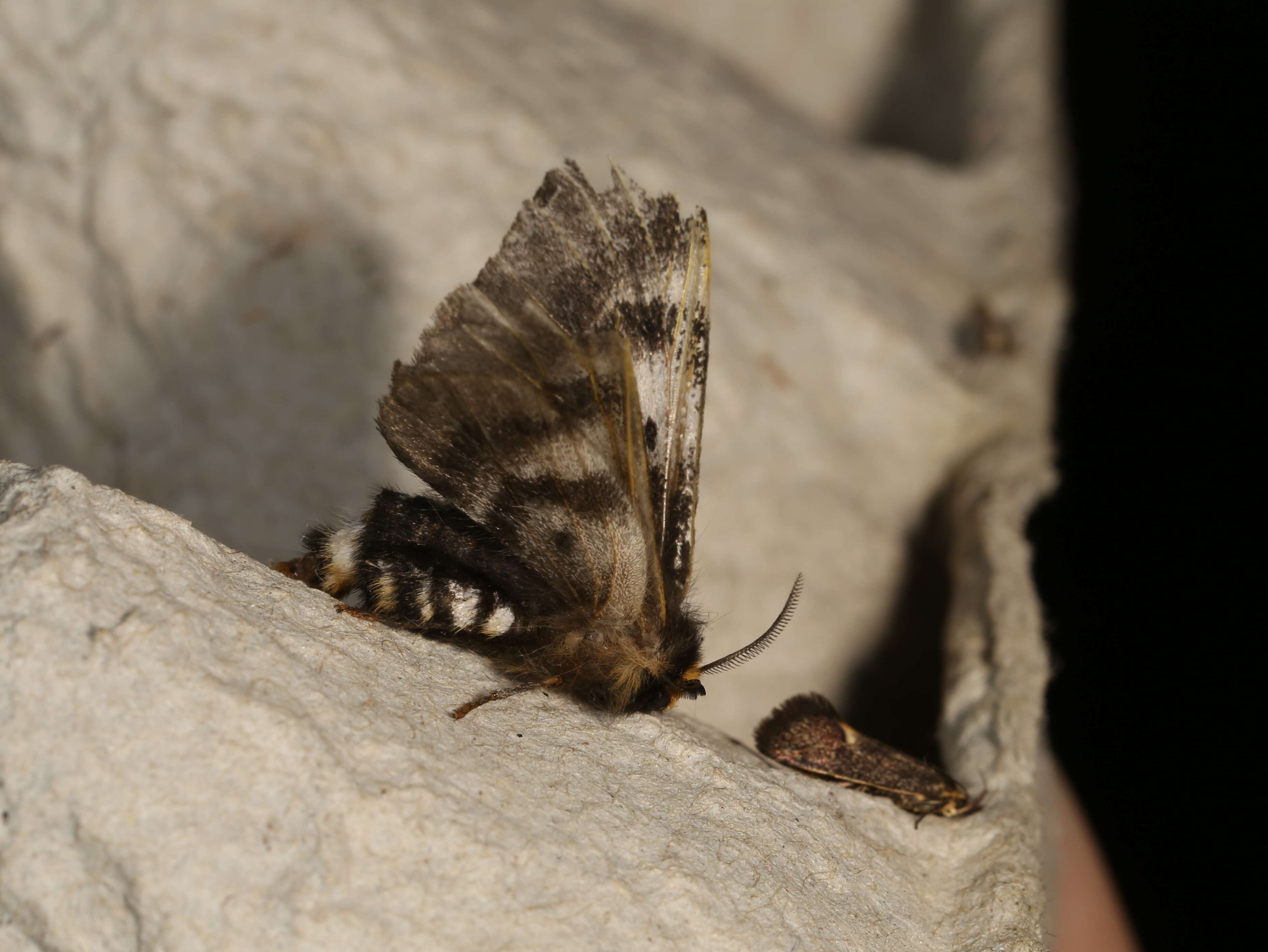 Image of Nataxa flavescens (Walker 1855)