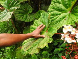 Image of Begonia baccata Hook. fil.