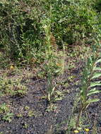 Imagem de Oenothera subterminalis R. R. Gates