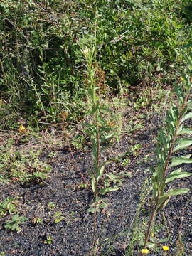 Image of Oenothera subterminalis R. R. Gates