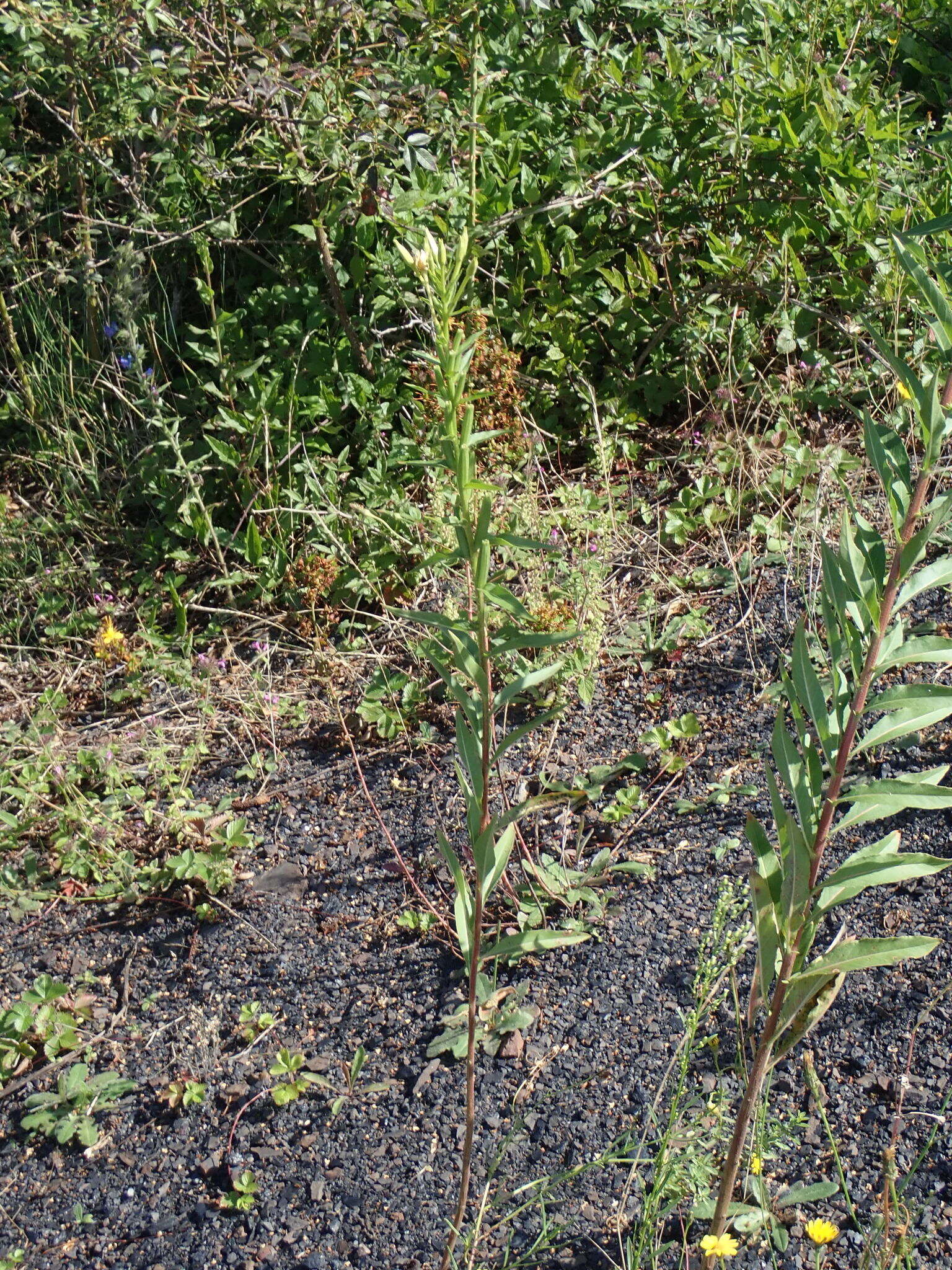 Oenothera subterminalis R. R. Gates resmi