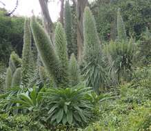 Echium pininana Webb & Berth.的圖片