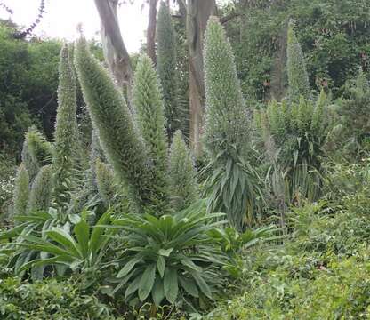 Image of pine echium