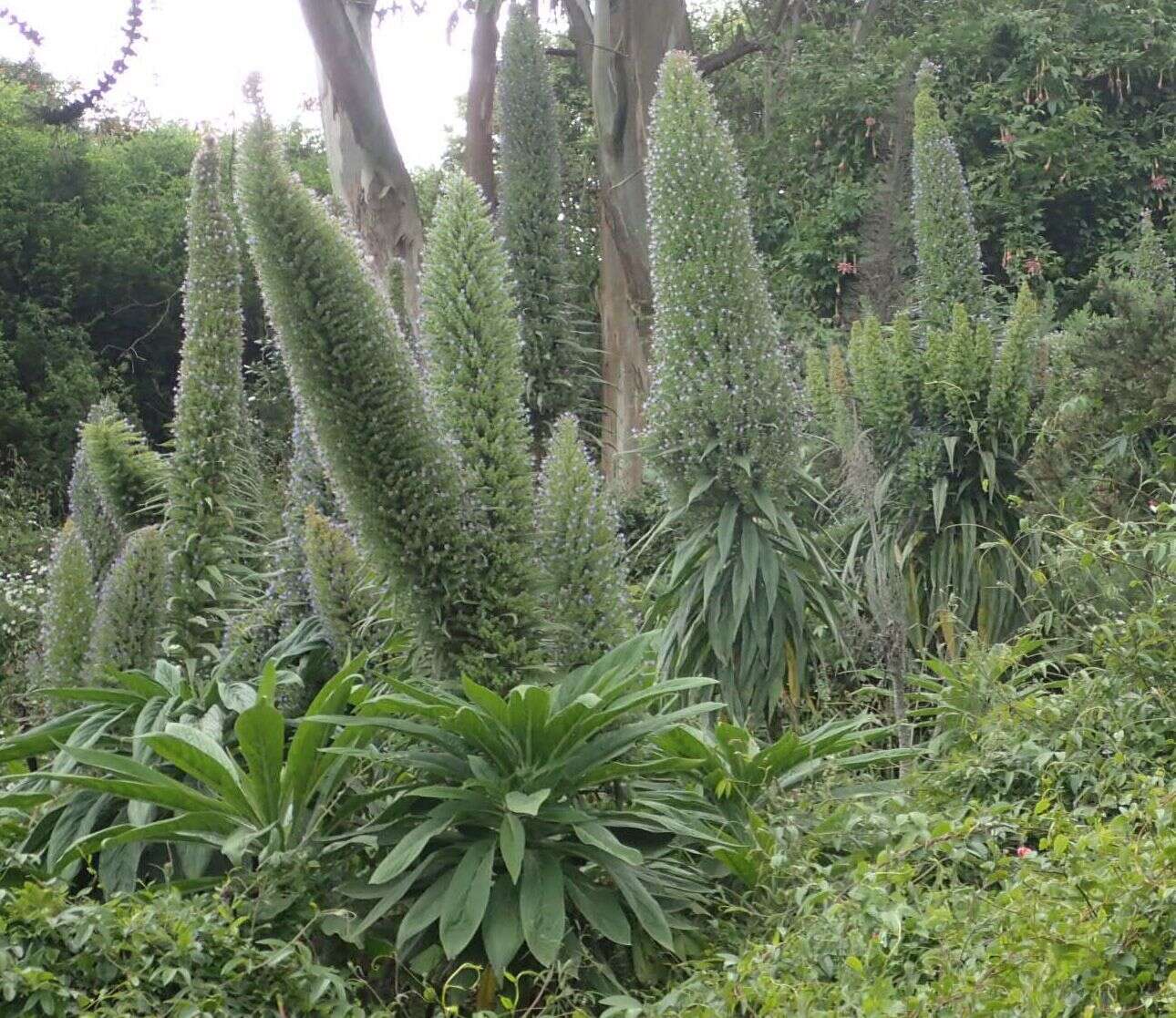 Plancia ëd Echium pininana Webb & Berth.