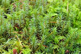 Image of juniper polytrichum moss