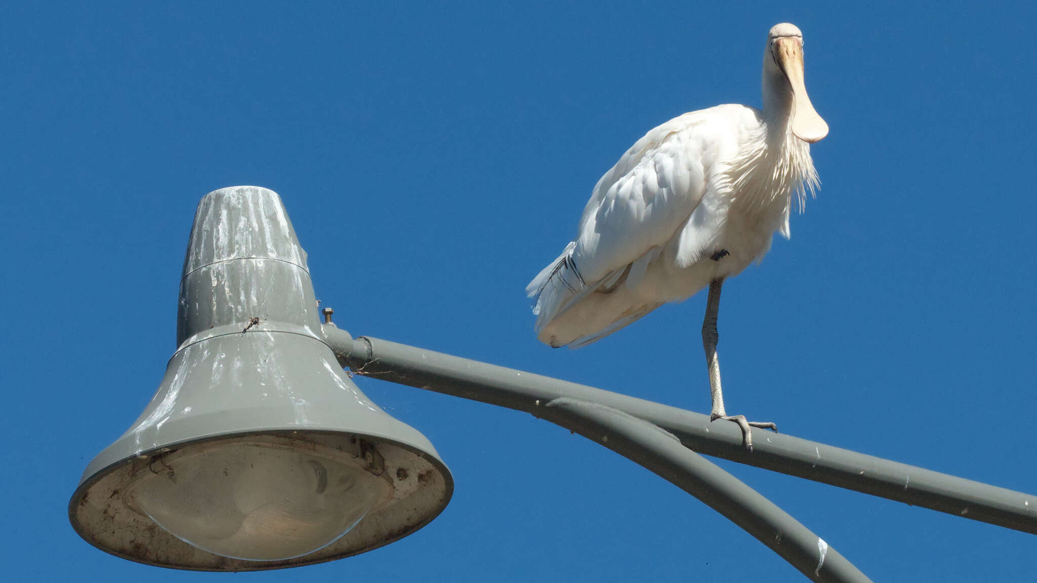 Imagem de Platalea flavipes Gould 1838