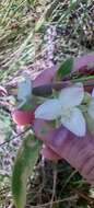 Image of succulent spiderwort