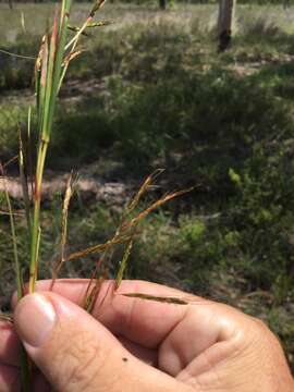 Image of Hyparrhenia rufa var. rufa