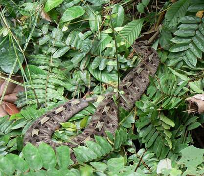 Image of Rhinoceros Viper