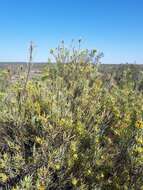 Image of Leucadendron meyerianum H. Buek ex Meissn.