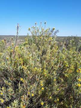 Image of Leucadendron meyerianum H. Buek ex Meissn.