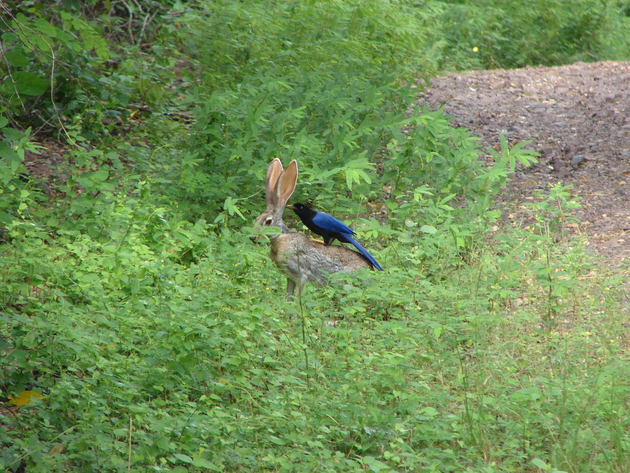 Image of Purplish-backed Jay