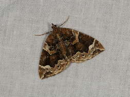 Eulithis prunata Linnaeus 1758 resmi