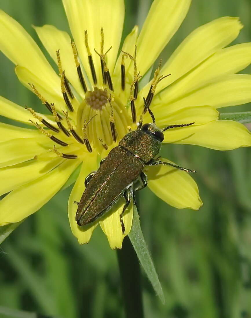 Image of Anthaxia hungarica sitta Küster 1846