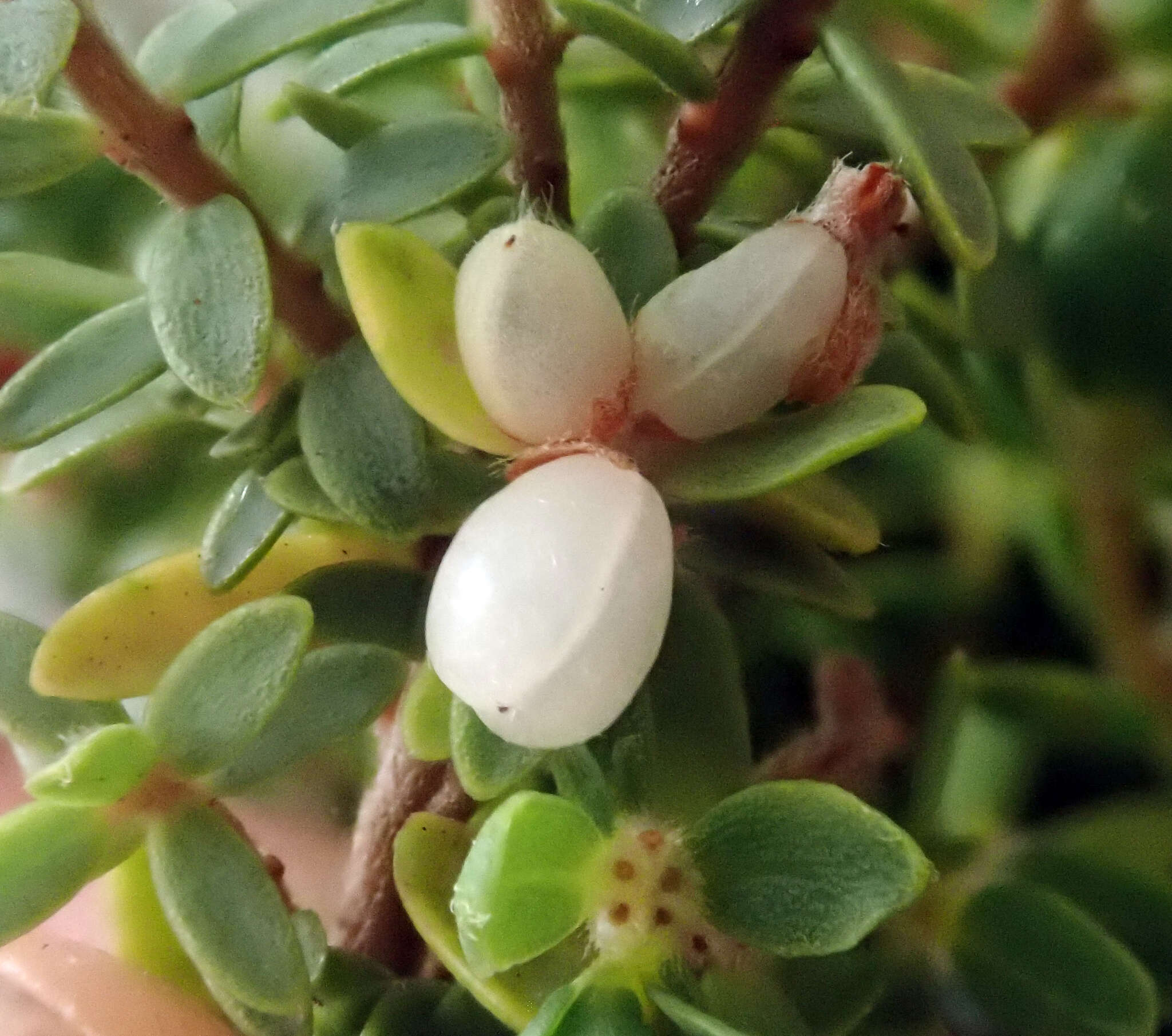 Image of Pimelea orthia subsp. protea C. J. Burrows & Thorsen