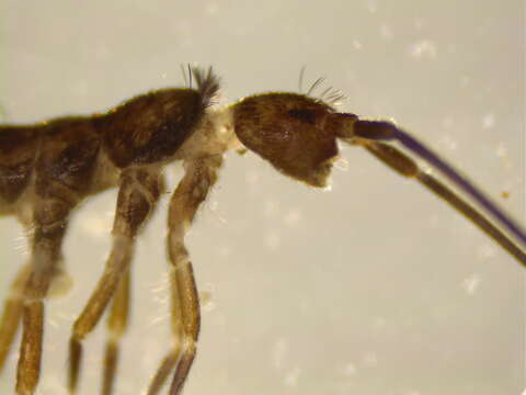 Image of Springtail