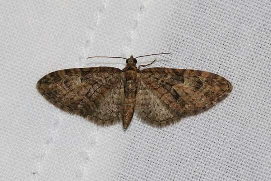 Слика од Eupithecia abbreviata Stephens 1831