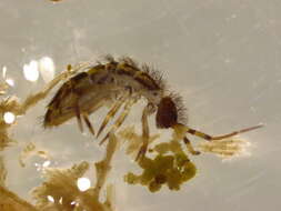 Image of hairy-back girdled springtail