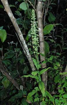 Image de Habenaria luzmariana R. González