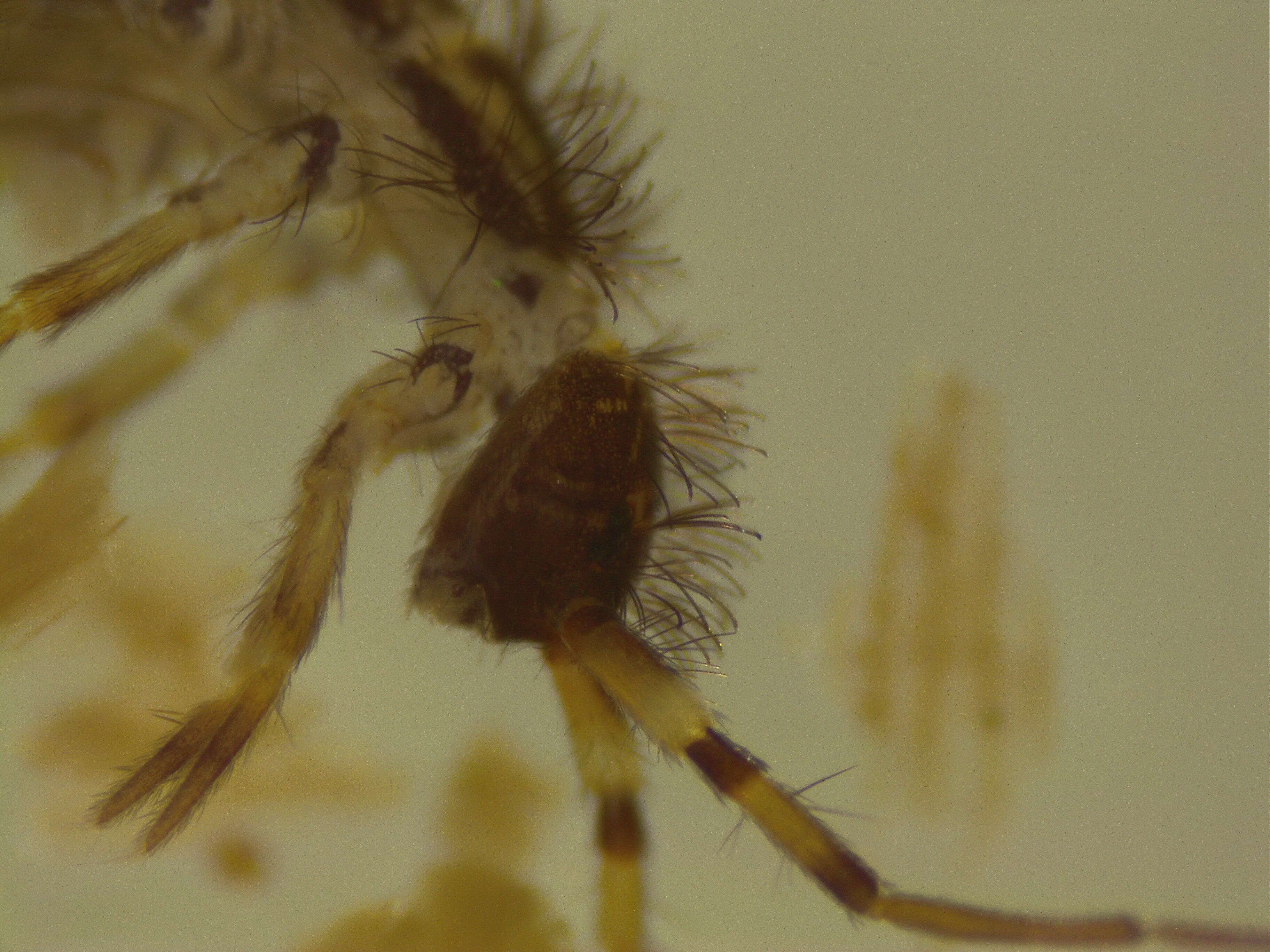 Image of hairy-back girdled springtail