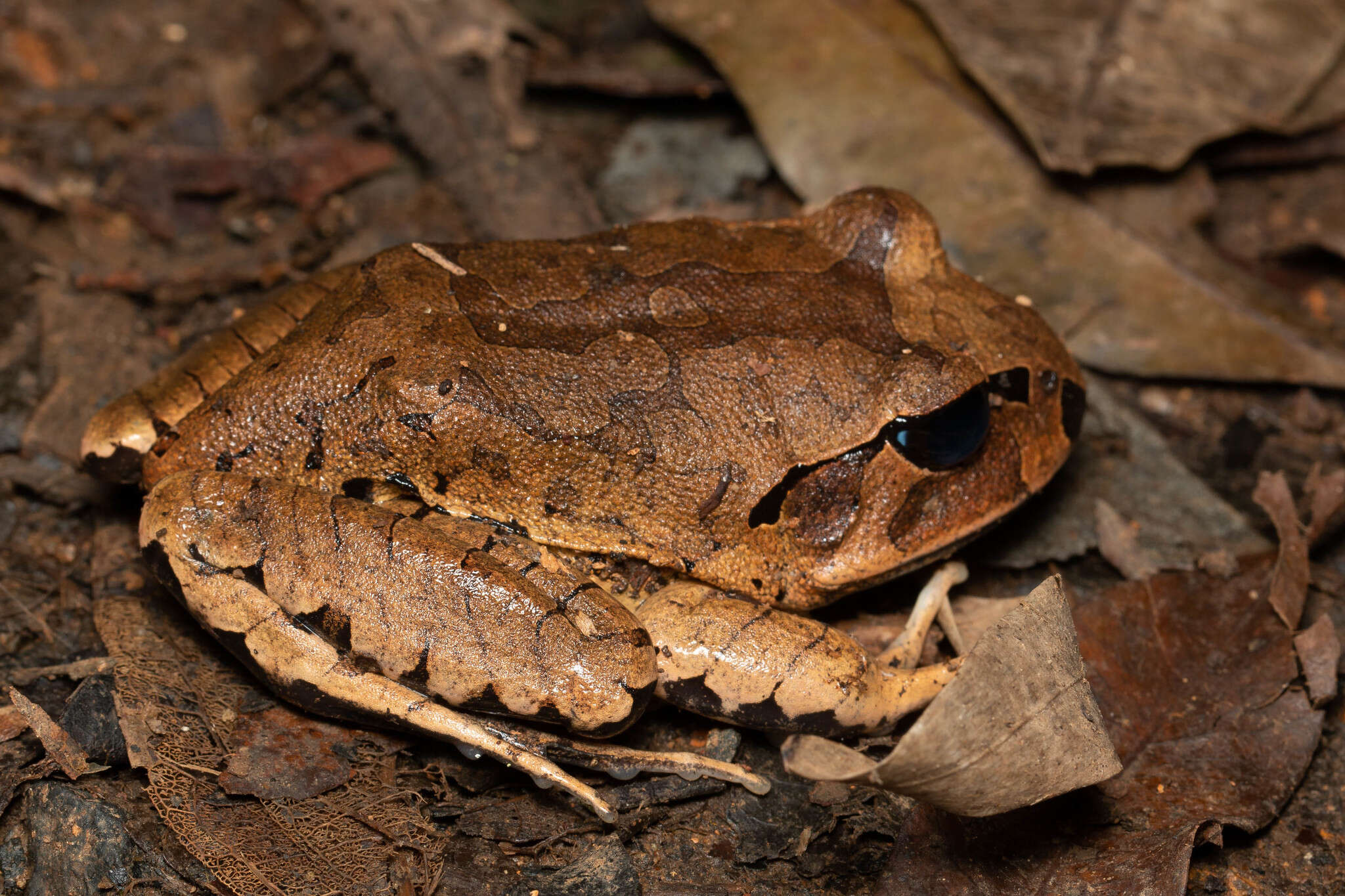 Plancia ëd Mixophyes fasciolatus Günther 1864