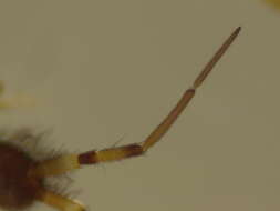 Image of hairy-back girdled springtail