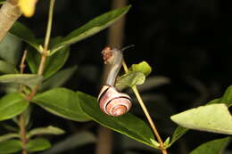 Image of Brown Lipped Snail