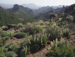 Image of Echium onosmifolium Webb & Berth.