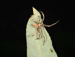 Image of Garden spider