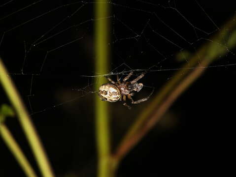 Image of Garden spider