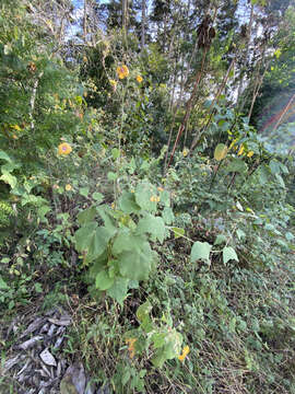 Image of Abutilon divaricatum Turcz.