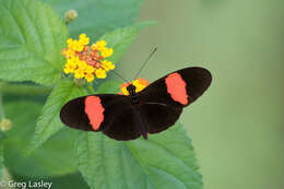 Image of Crimson Patched Longwing