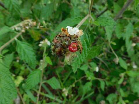 Image of Varronia globosa Jacq.