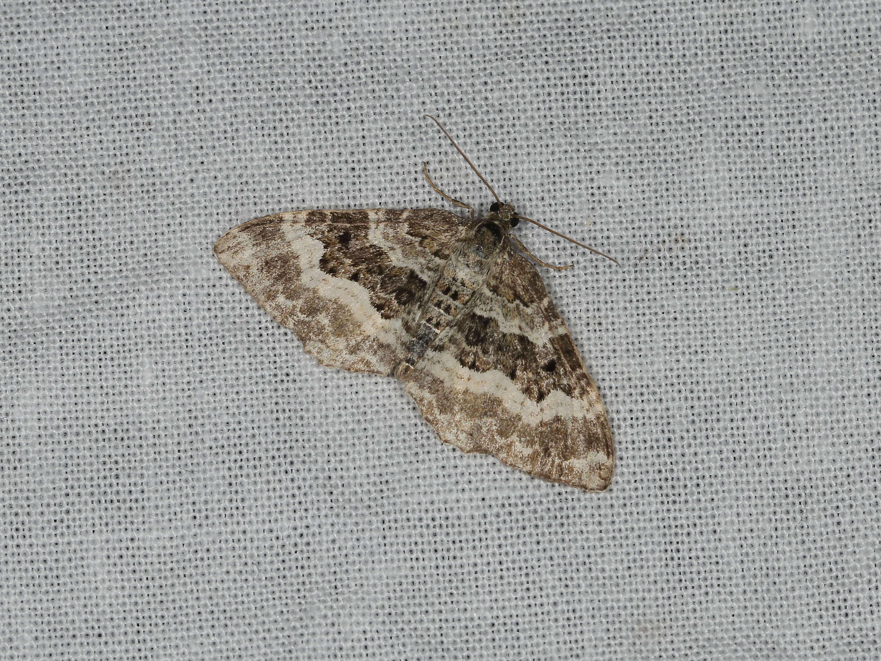 Image of common carpet