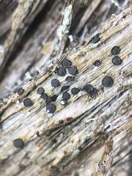 Image de Cresponea chloroconia (Tuck.) Egea & Torrente