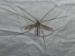 Image of Cranefly