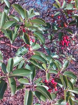 Image of Greek Strawberry-tree