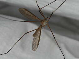 Image of Cranefly