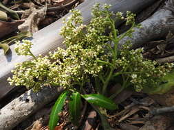 Image of Flindersia schottiana F. Müll.