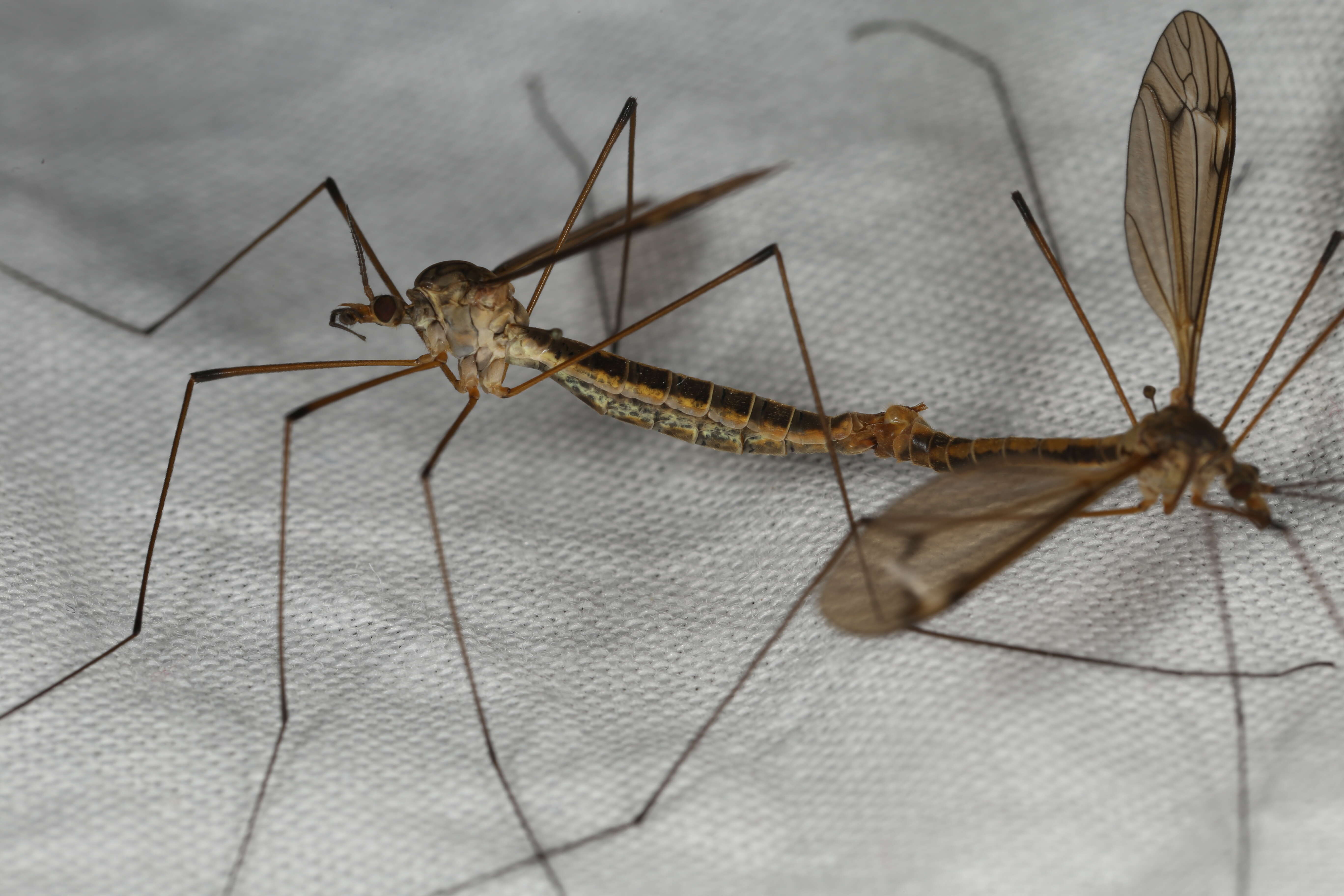 Image of Tipula (Yamatotipula) lateralis Meigen 1804