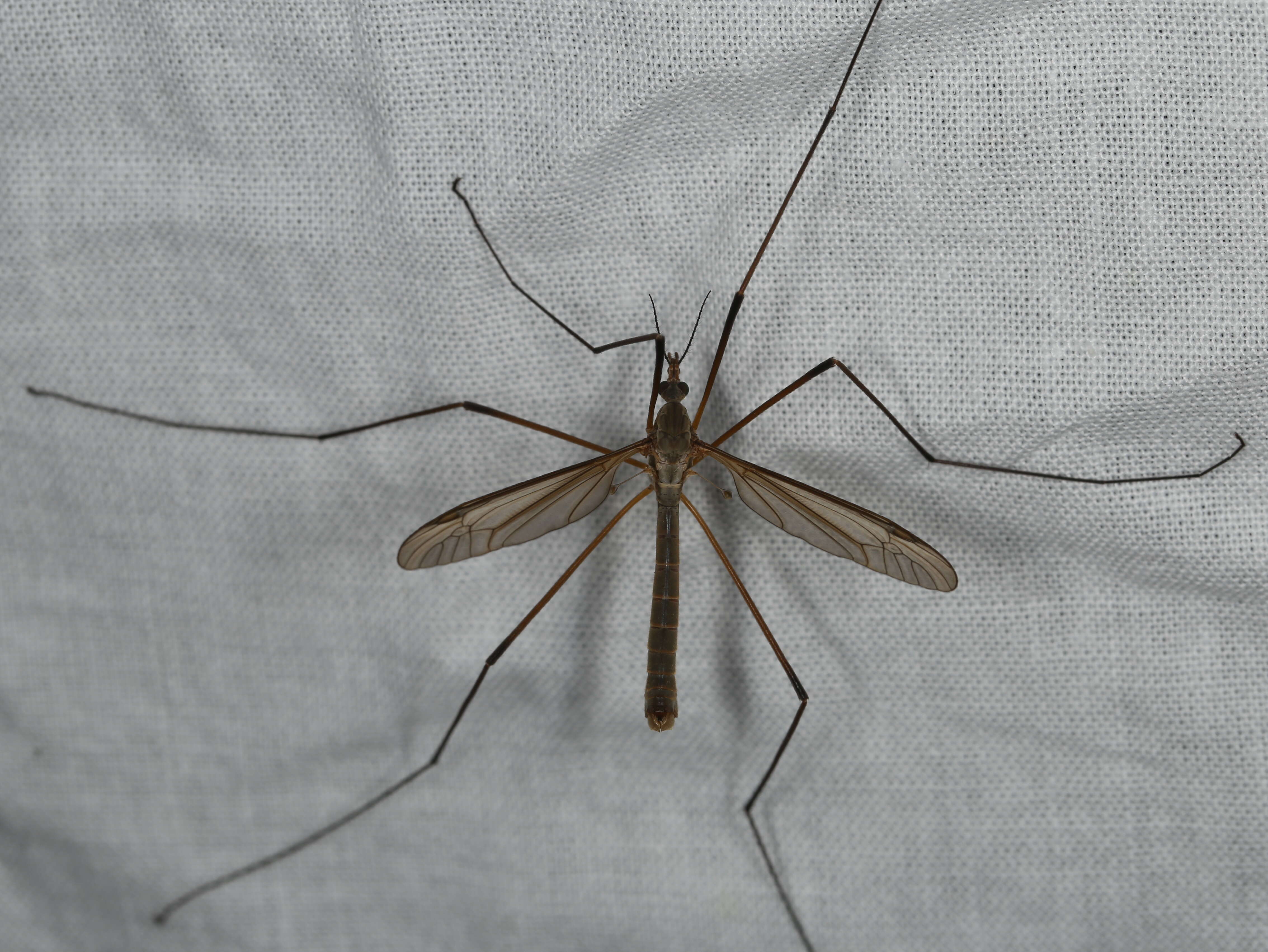 Image of Cranefly