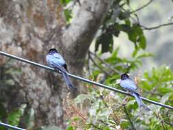 Image de Drongo bronzé