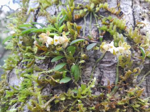 Gastrochilus formosanus (Hayata) Hayata的圖片