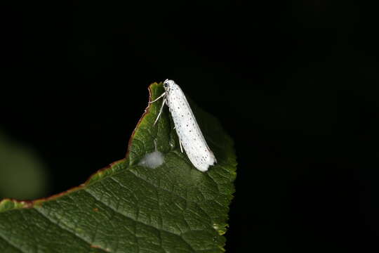 Image of Bird-cherry Ermine