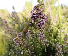 Image of Erica hispidula var. hispidula