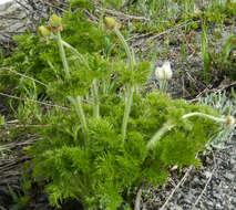 Image of white pasqueflower