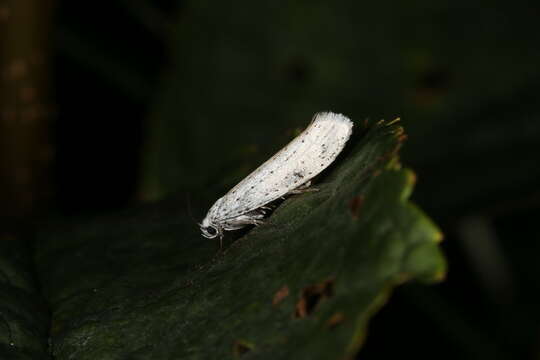 Image of Bird-cherry Ermine