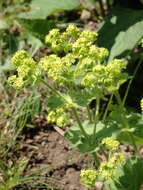 Image of Alchemilla vulgaris L.