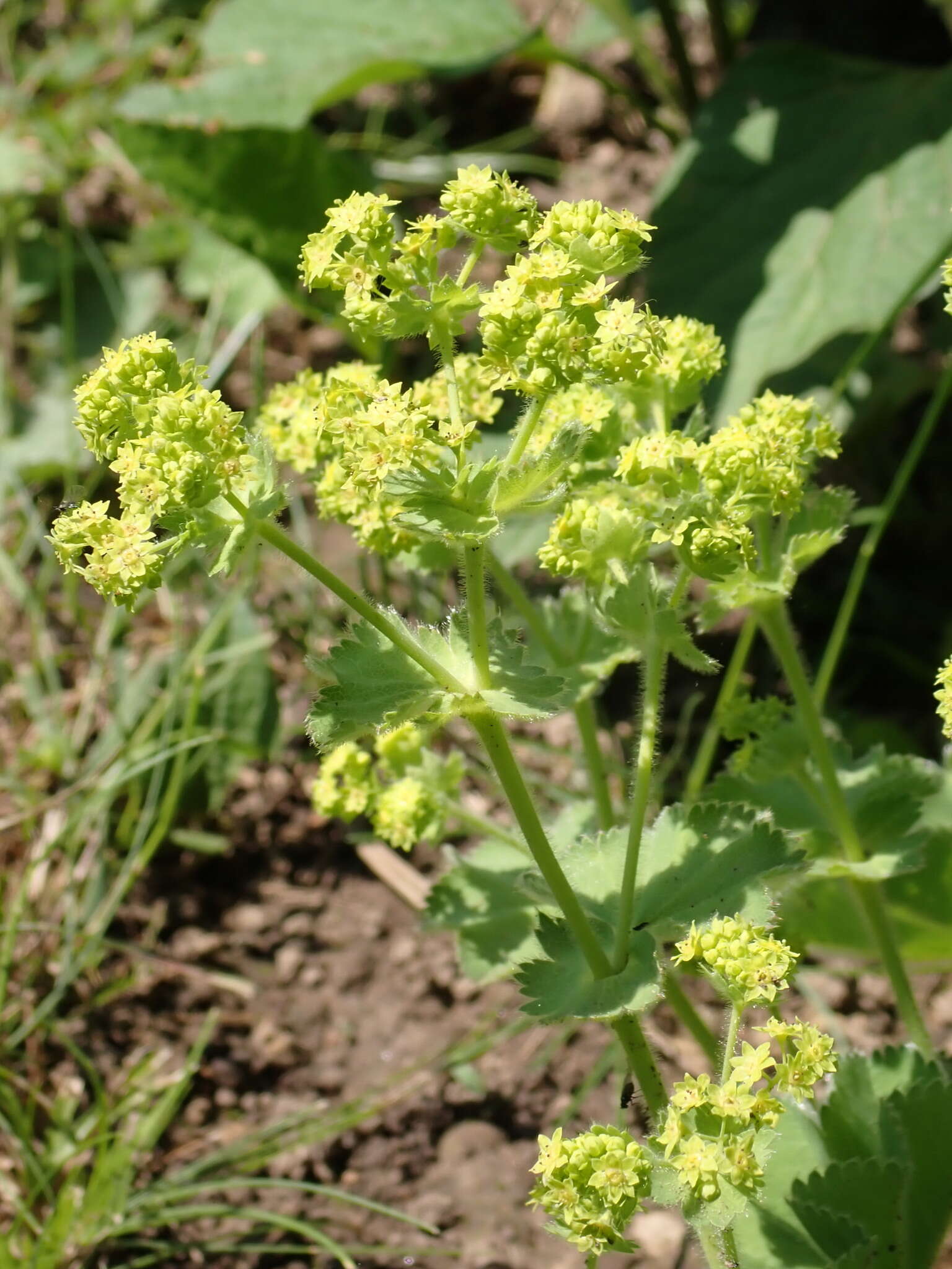 Image of Alchemilla vulgaris L.