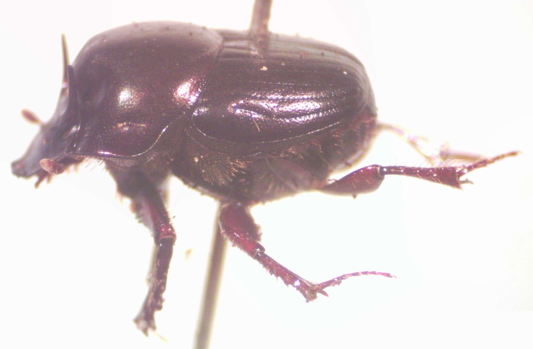 Image of Onthophagus batesi Howden & Cartwright 1963